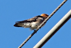 Alopochelidon fucata