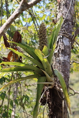 Aechmea novoae