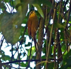 Anabacerthia lichtensteini