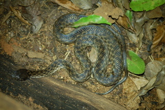 Madagascarophis colubrinus