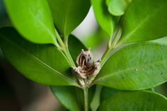 Buxus liukiuensis