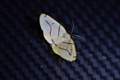 Phoenicocampa rubrifasciata