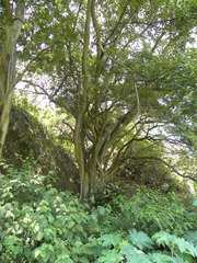 Ficus petiolaris