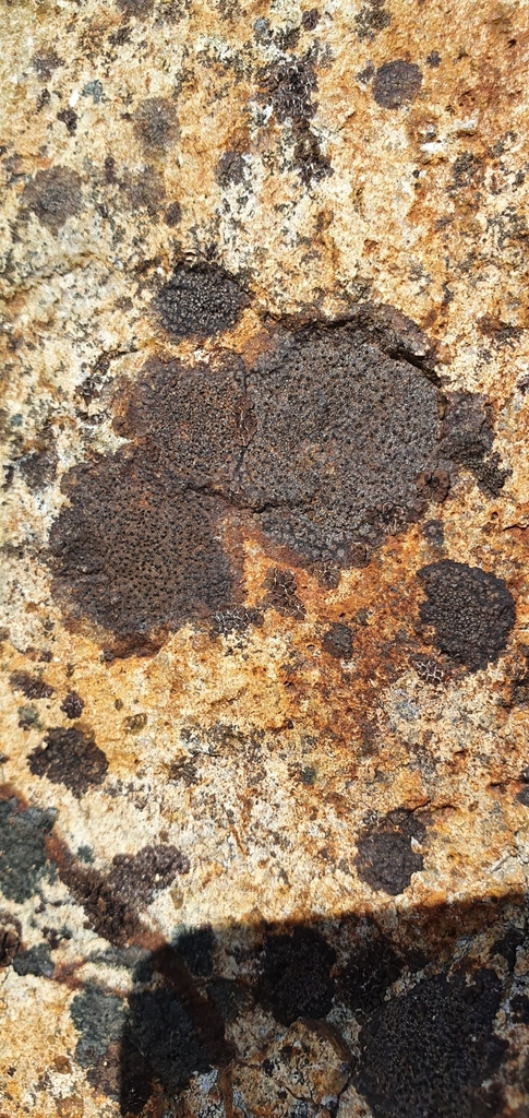 Verrucaria fusconigrescens