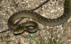 Protobothrops flavoviridis