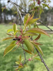 Prunus serotina