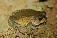 Dyscophus insularis