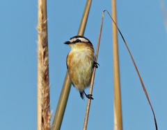 Culicivora caudacuta
