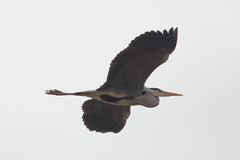 Ardea cinerea