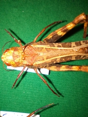Hippiscini