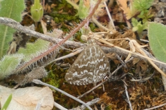 Evergestis frumentalis