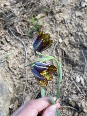 Fritillaria graeca