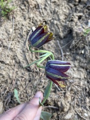 Fritillaria graeca