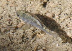 Cyprinodon eremus