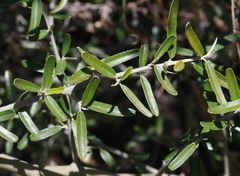 Atamisquea emarginata