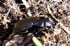 Carabus caelatus