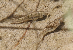 Cyprinodon eremus