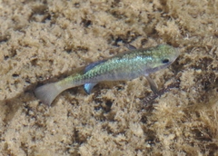 Cyprinodon eremus