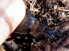 Carabus caelatus