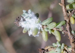 Craspedolepta suaedae