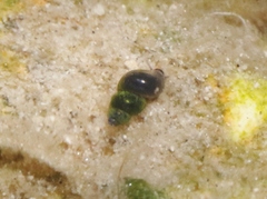 Tryonia quitobaquitae