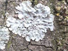 Punctelia borreri