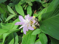 Curcuma petiolata