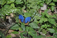 Protogoniomorpha temora temora