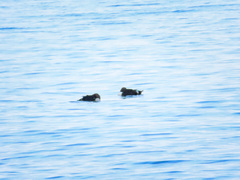 Somateria spectabilis