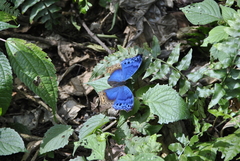 Protogoniomorpha temora temora