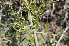 Atamisquea emarginata