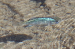 Cyprinodon eremus