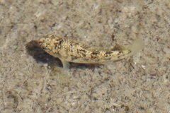 Cyprinodon eremus