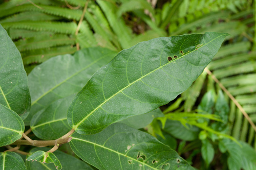 Ficus cumingii · iNaturalist