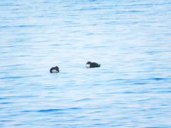 Somateria spectabilis