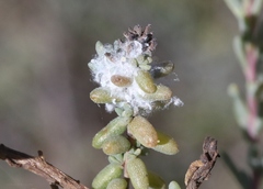 Craspedolepta suaedae