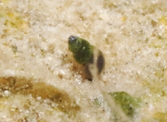 Tryonia quitobaquitae