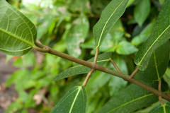 Ficus cumingii terminalifolia