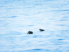 Somateria spectabilis