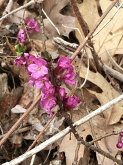 Daphne mezereum