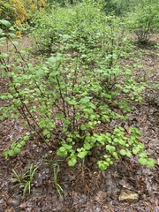 Fothergilla major
