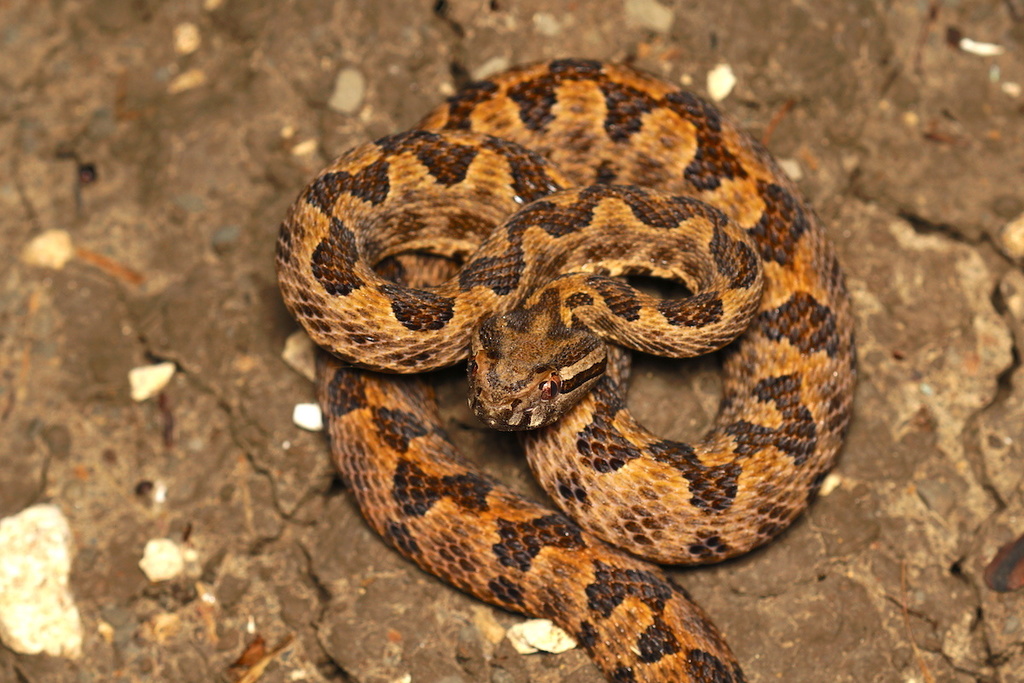Elegant pitviper (Protobothrops elegans)