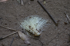 Pseudobombax ellipticum