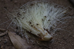 Pseudobombax ellipticum