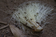 Pseudobombax ellipticum