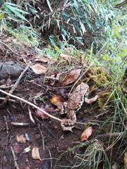 Bufo formosus
