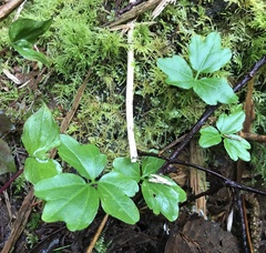 Cardamine angulata