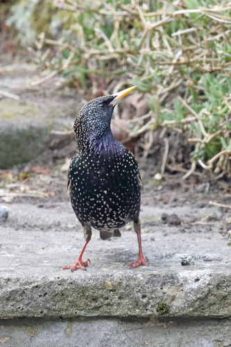 Estornino pinto (Sturnus vulgaris)