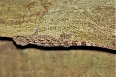 Blaesodactylus ambonihazo