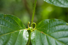 Uncaria lanosa